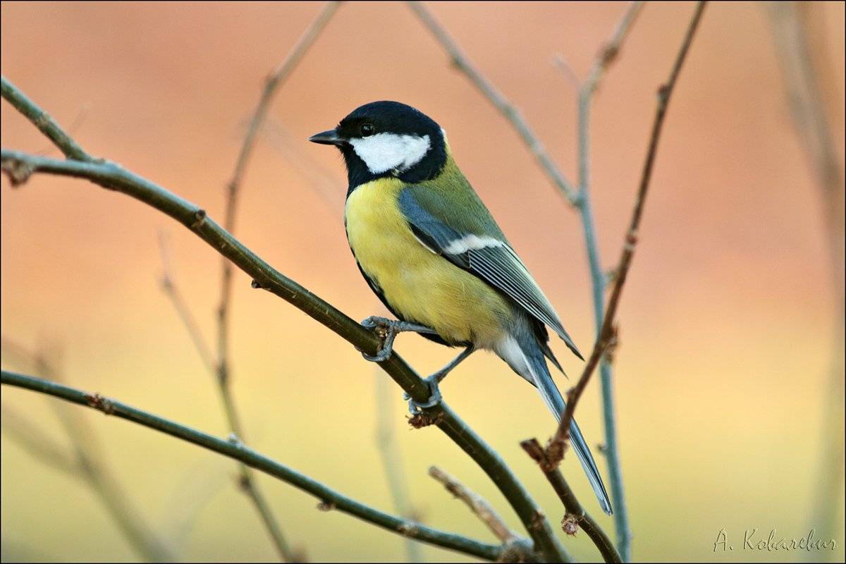 , Ковалевич А.