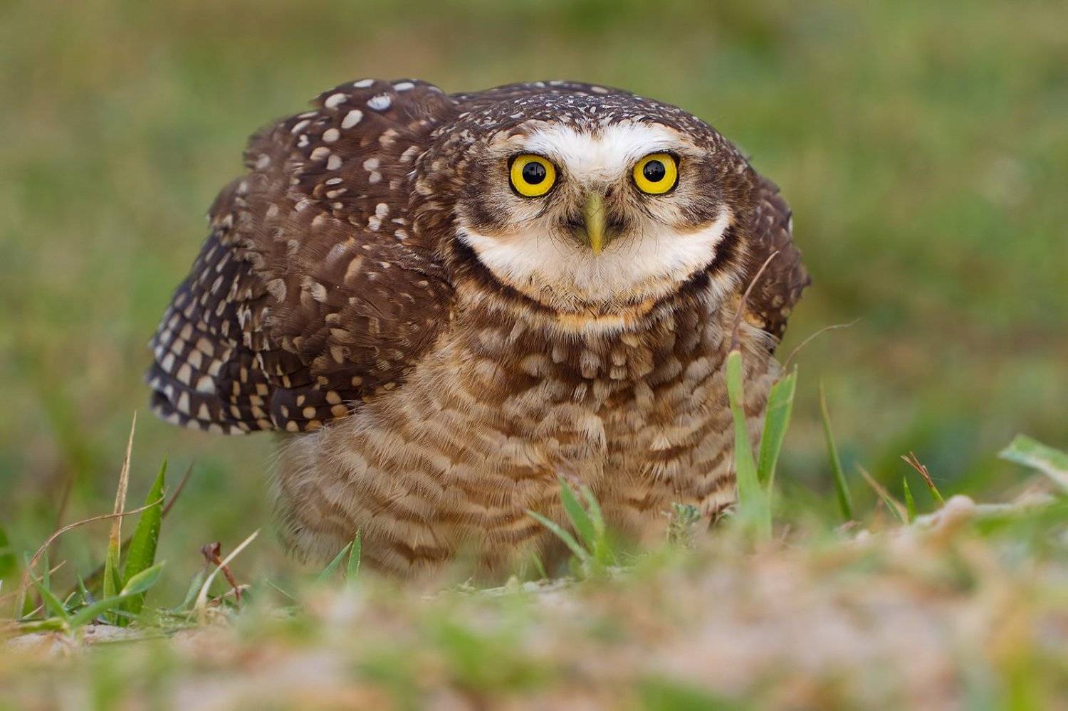 кроличий сыч, птицы, бразилия, Елена Давыдова