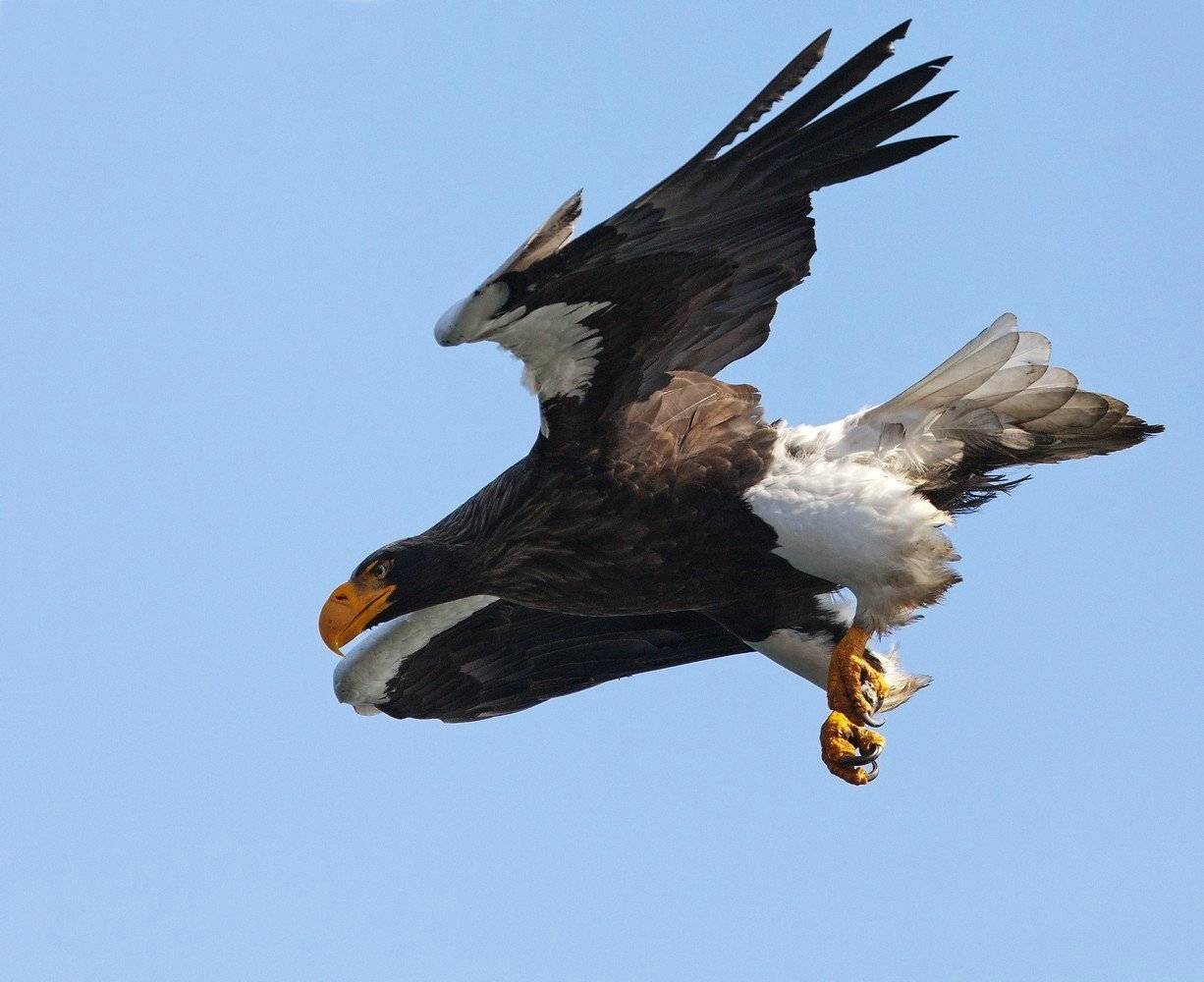 орлан, белоплечий, полет, пике, haliaeetus, pelagicus, Евгений Слободской