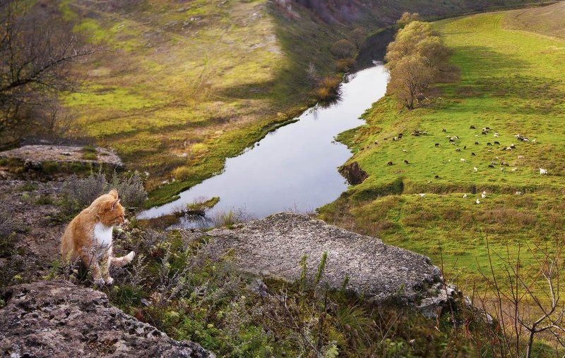 Смотрящий фото превью