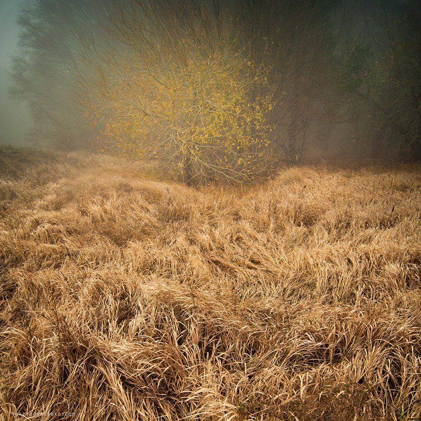 kovalenko, крым, туман, трава, осень, дерево, Юрий Коваленко