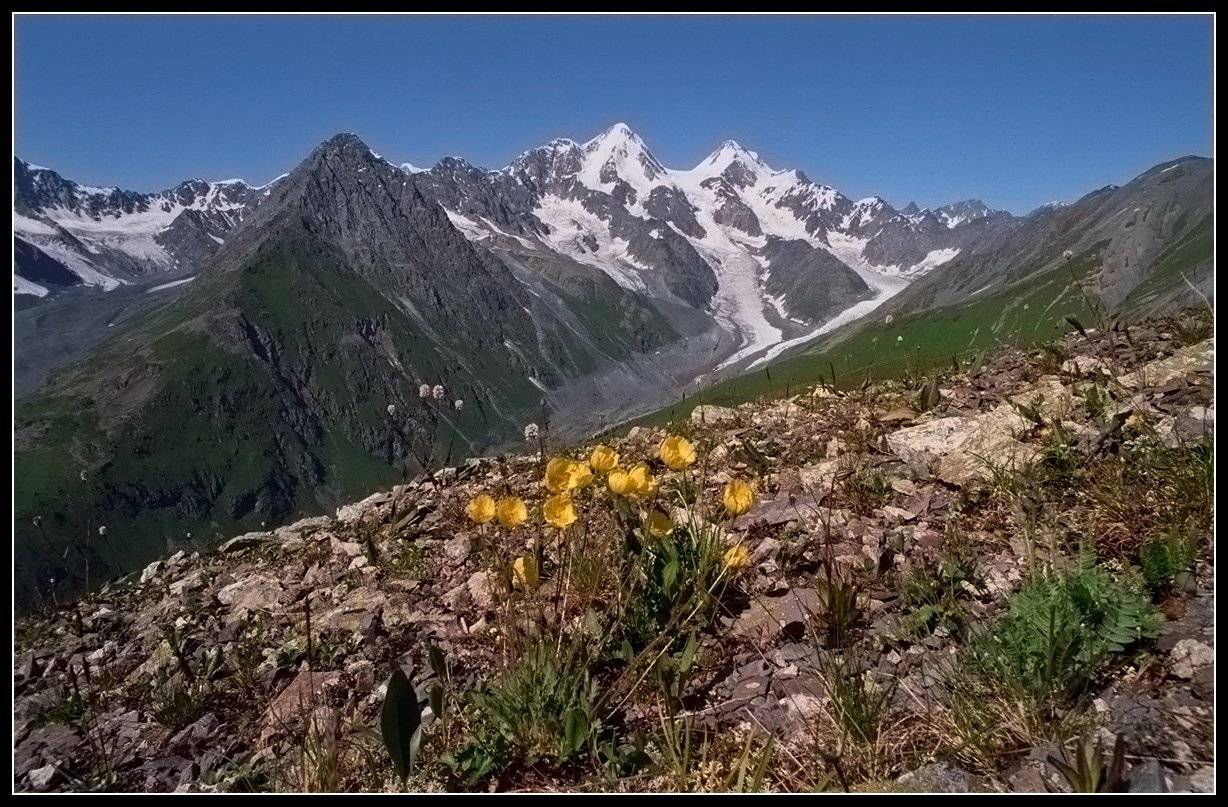 алтай, г.белуха, маки, АНАТОЛИЙ ДОВЫДЕНКО