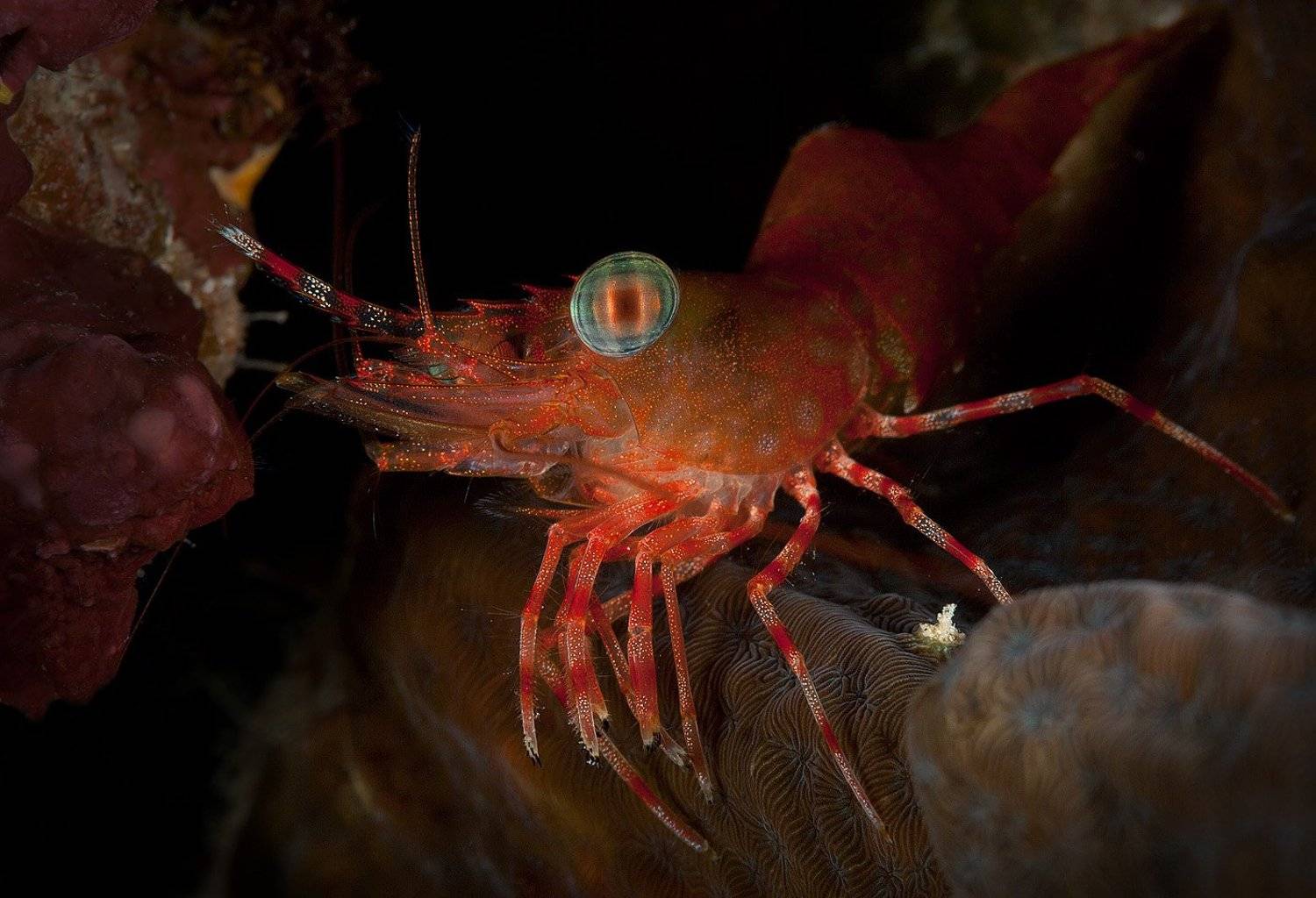 креветка, индонезия, Андрей Макеев