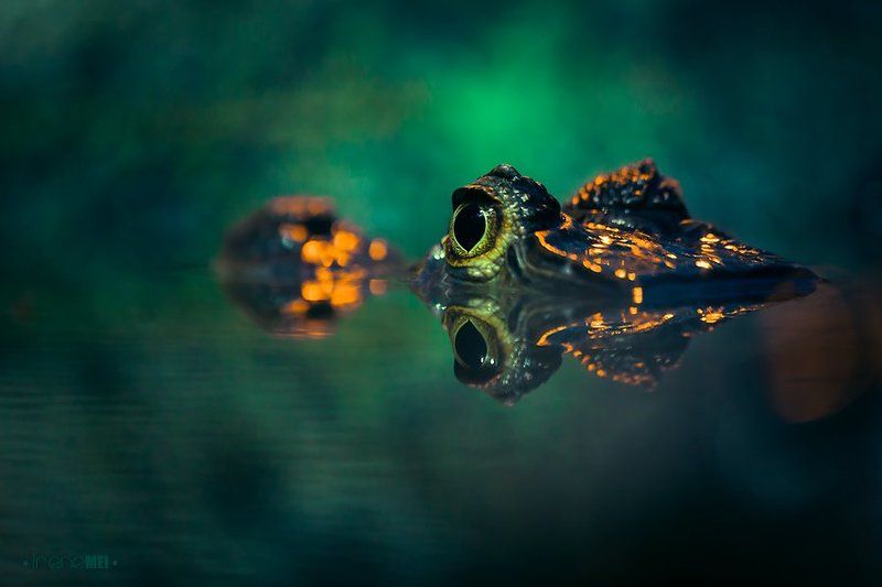 Silent Danger фото превью