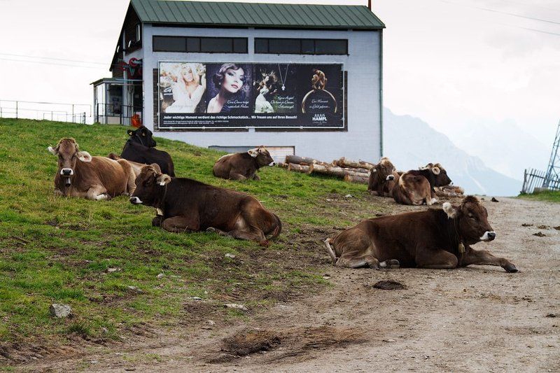 чем корова не модЕль фото превью