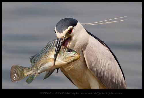 Кваква- Black-crowned Night Heron
