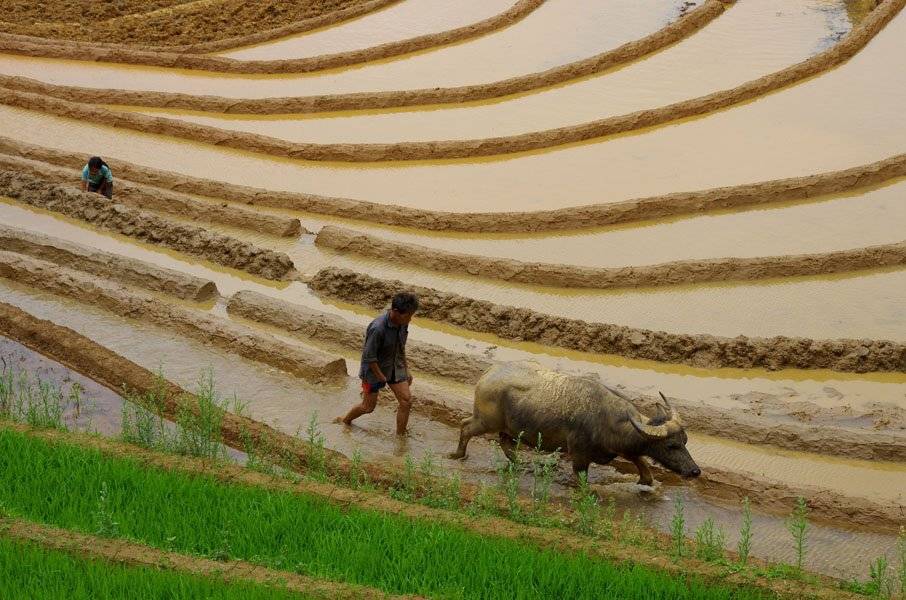 mай, данг туан  tpyнг, frank dang, dang tuan trung, Frank Dang