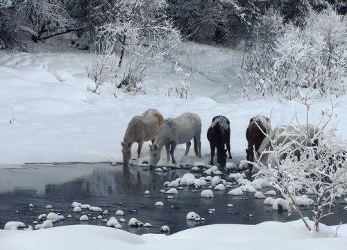 Ходят кони над рекою, ищут кони водопою