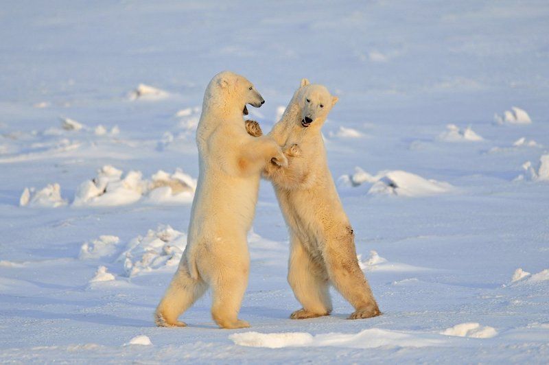Вечерний вальсок фото превью