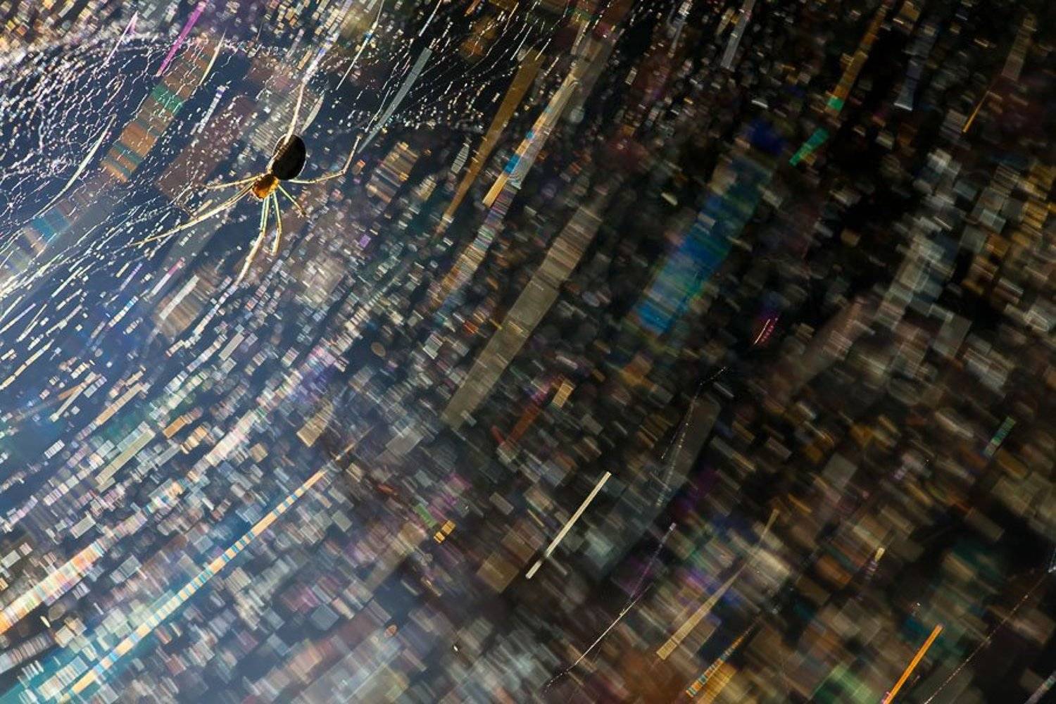 паук, паутина, блики, Юлия