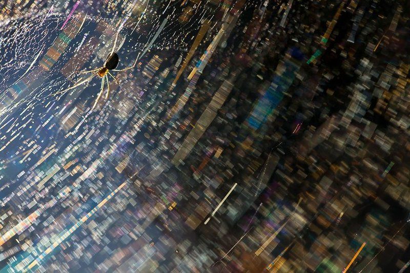 паук, паутина, блики Ловец радуги фото превью