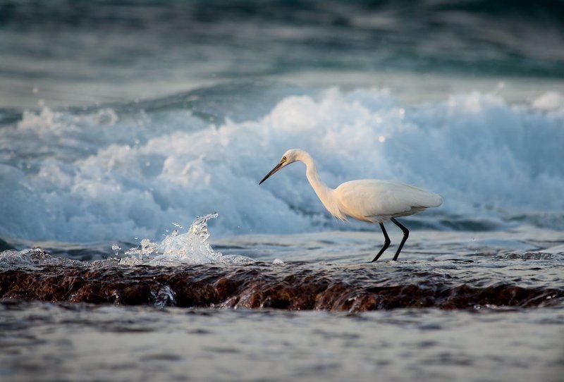 малая, белая, цапля диалог фото превью