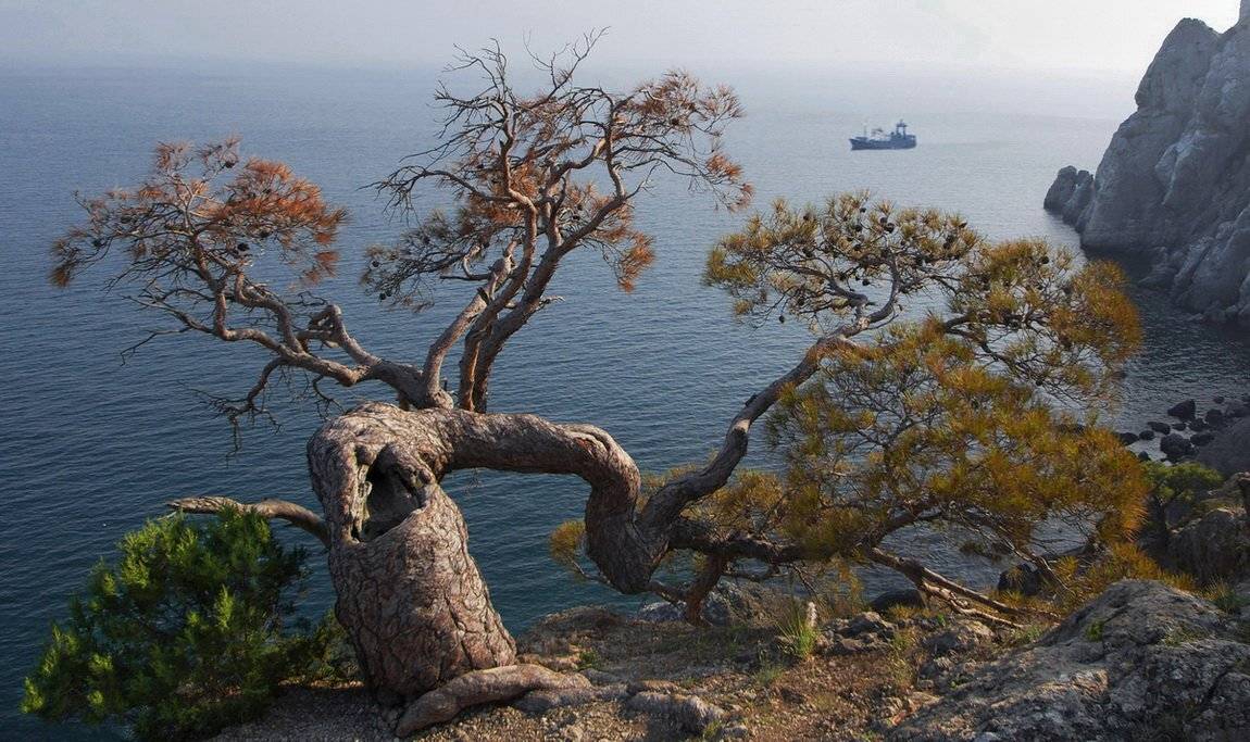 сосна, море, корабль, скалы, Милокост Алексей