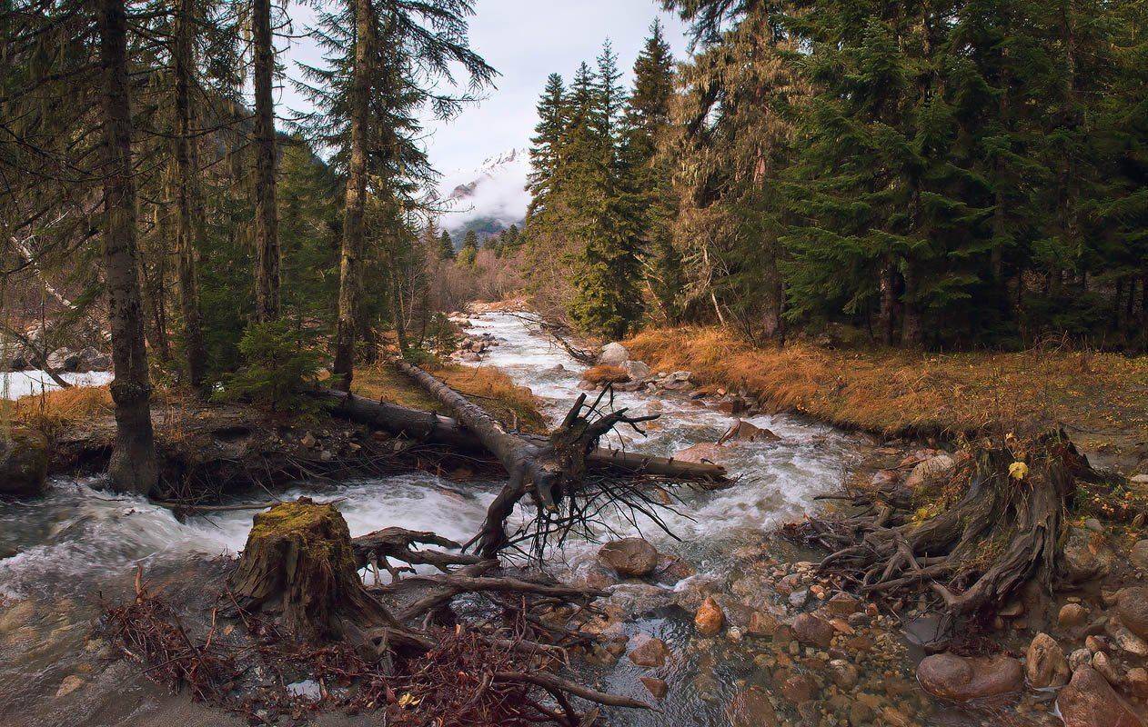 осень, гоначхир, лес, Николай Мысливцев