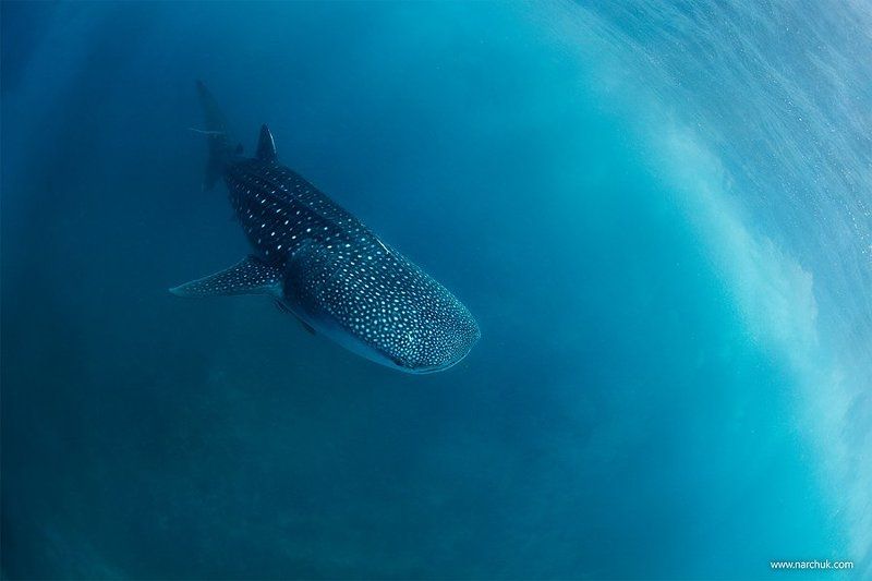 shark,whale,sky,blue,dive,philippines Blue&Sky фото превью
