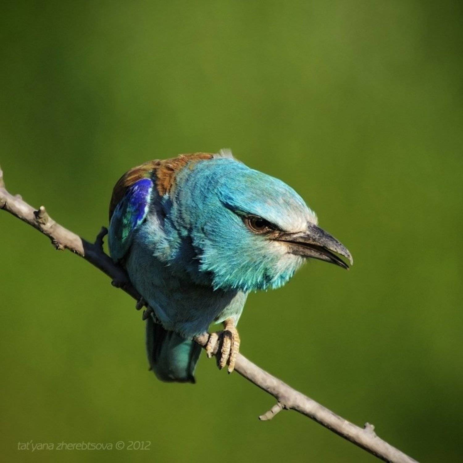 сизоворонка, Татьяна Жеребцова