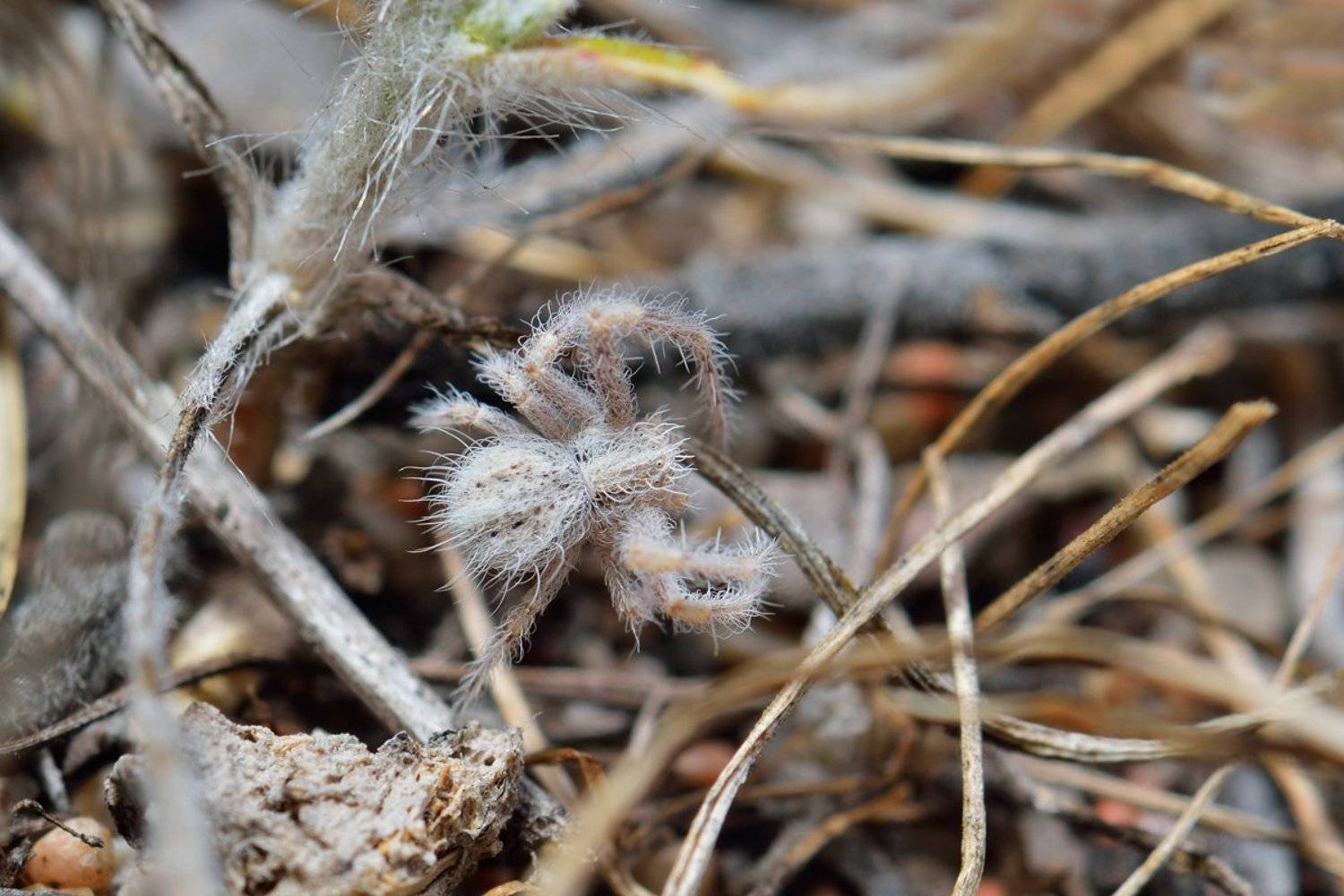 nikon, d7000, macro, kazakhstan, nature, spider, казахстан, природа, макро, паук, Эдуард Ким