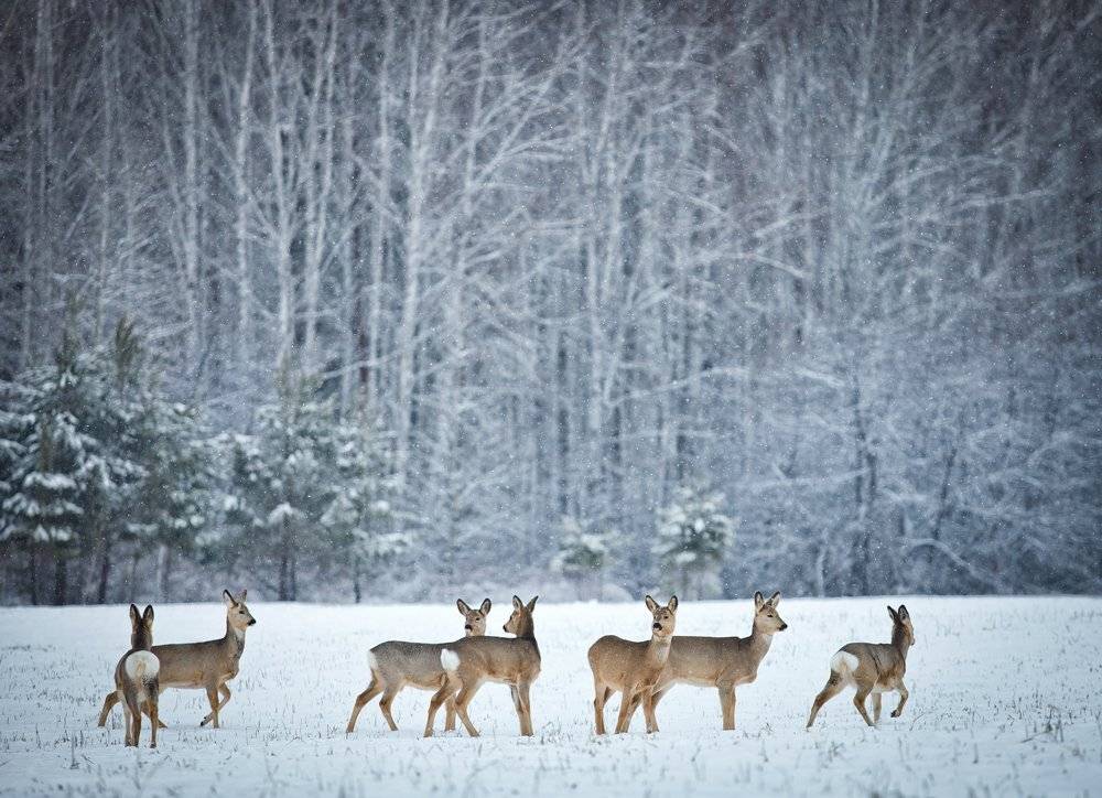 , Андрей Хитайленко