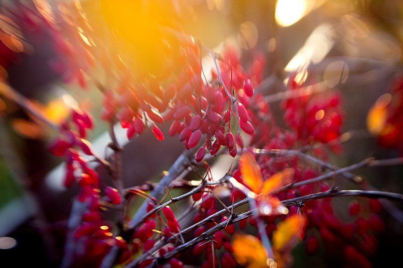 природа, красота, краски, барбарис, осень Яркие краски фото превью