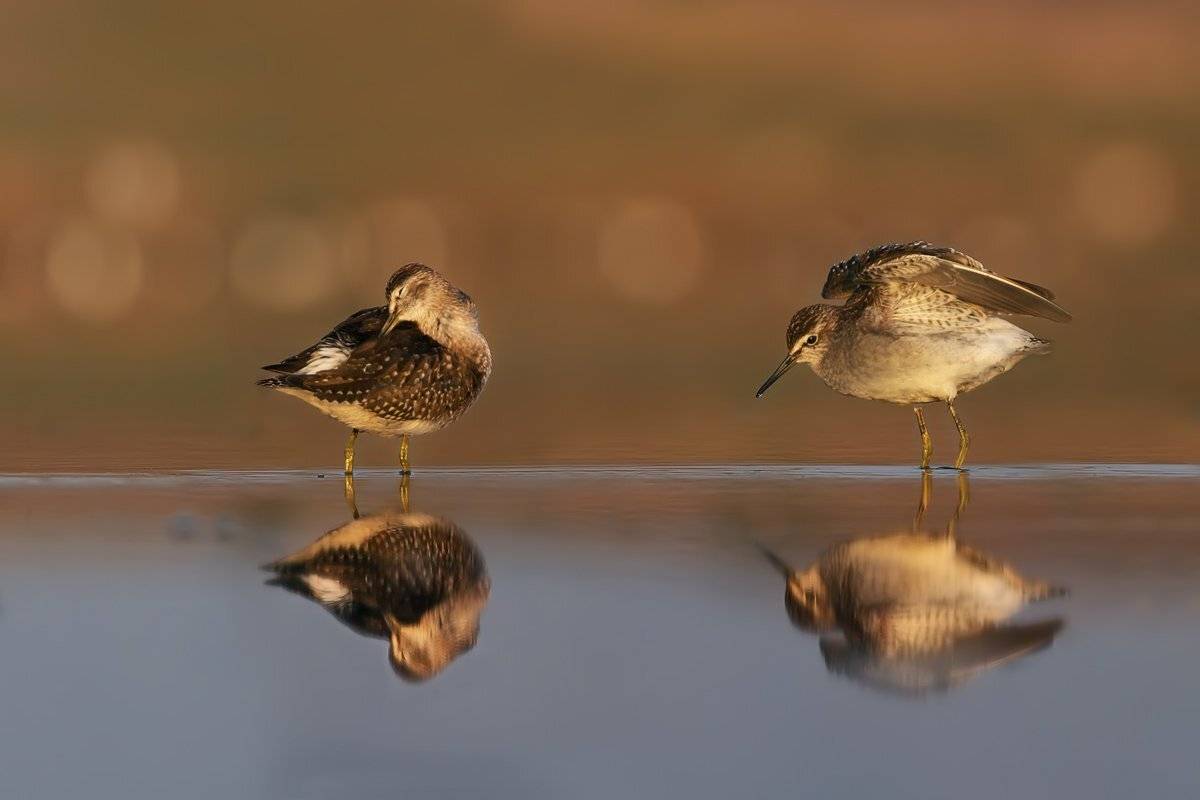 , Евгени Стефанов