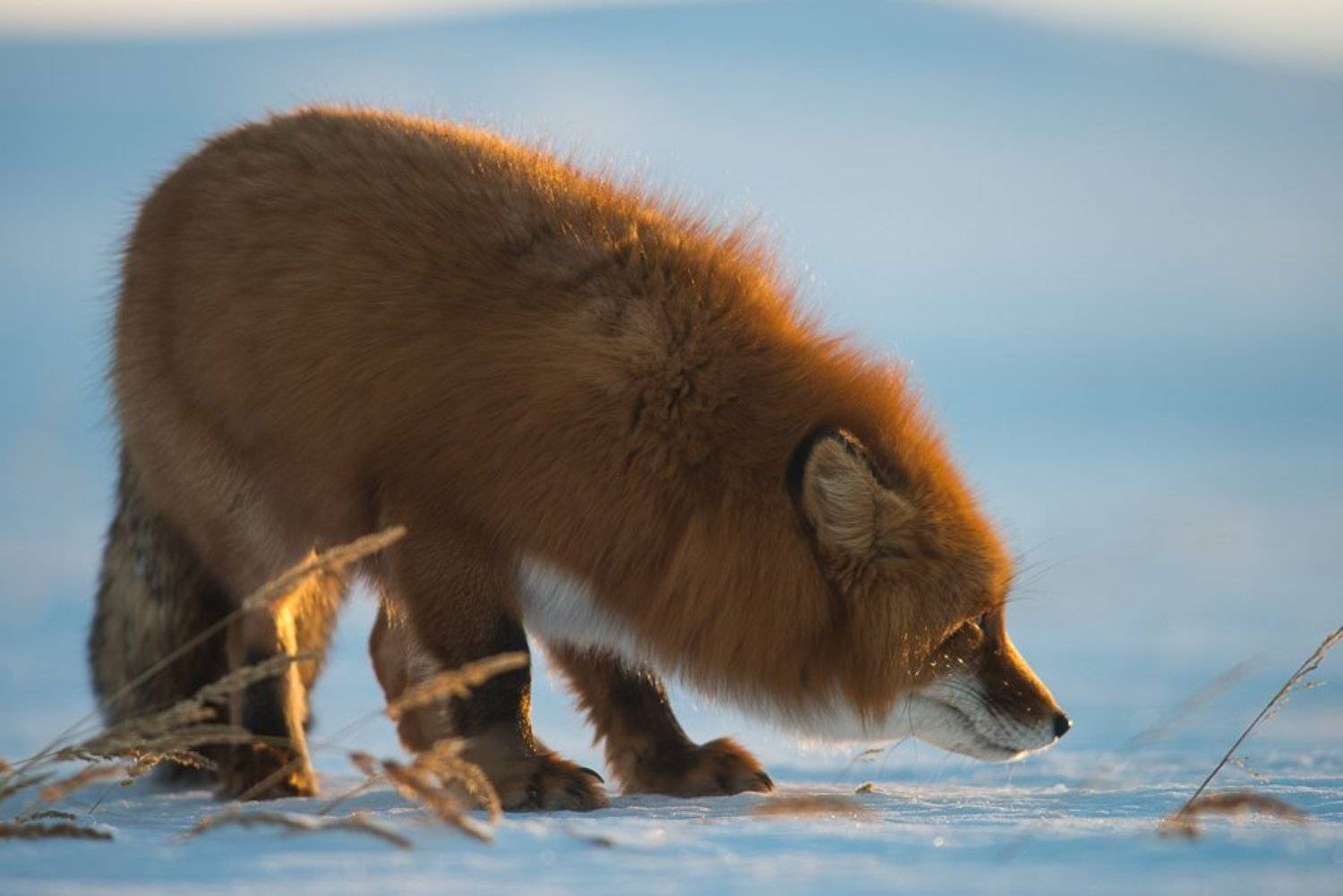 лис, Иван Кислов