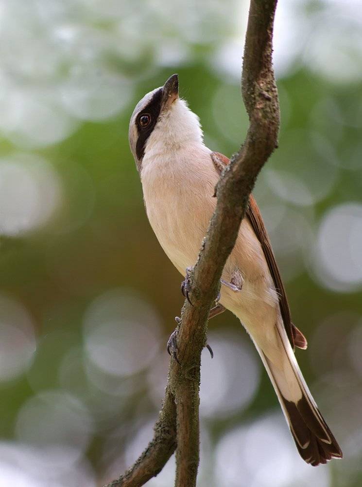 , Игорь Олейник