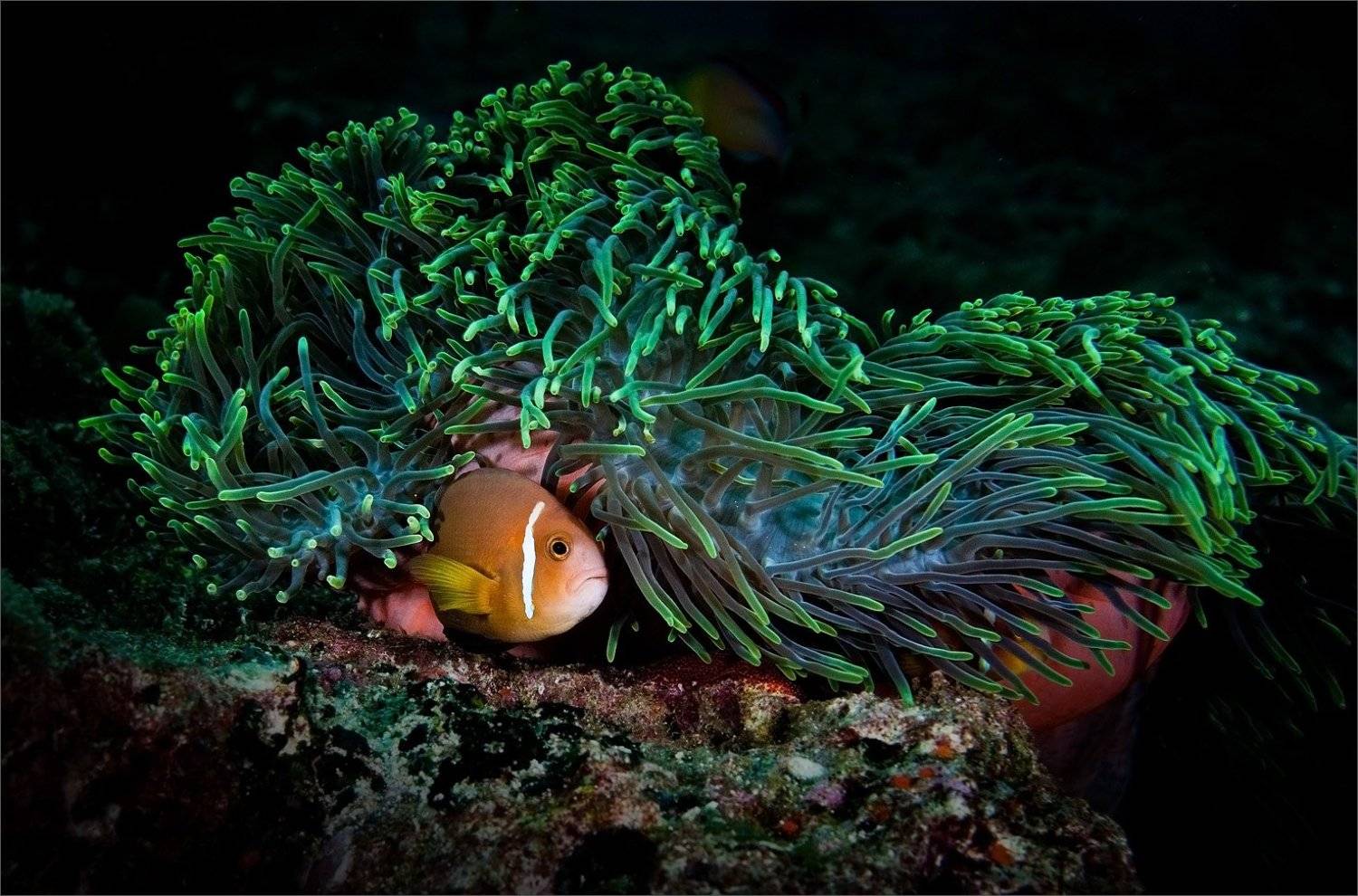 салтыков-щедрин, Нетушки