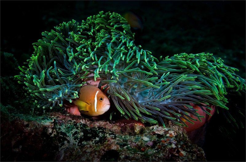 салтыков-щедрин Премудрый пескарь фото превью