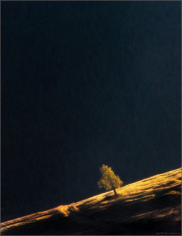 one, alone, карпаты, смереки, дерево, свет, лес, fototour.by, , луч, кривополье, перевал, космос, space, wood, wall, carpathian, nikkor, 70-210/f4 / ONE / фото превью