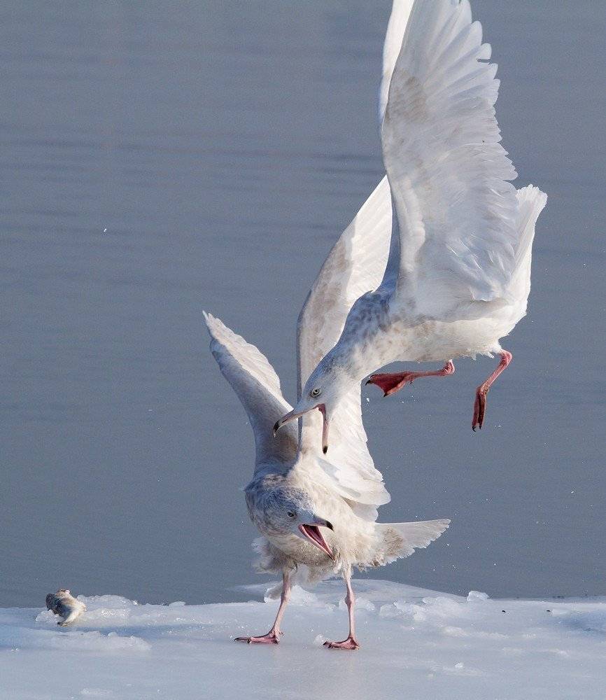 чайка, бургомистр, larus, hiperboreus, Евгений Слободской