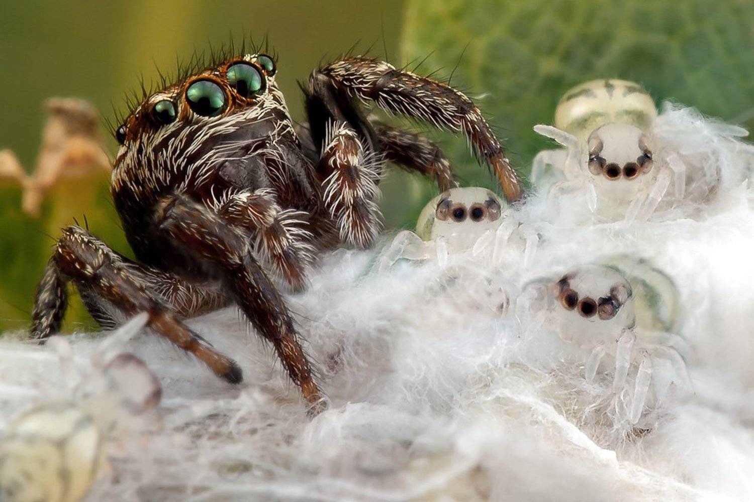 паук, , , скакун, Linas T