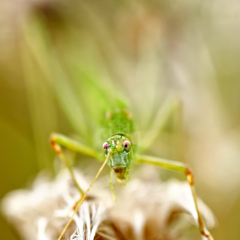 Глаза в глаза фото превью