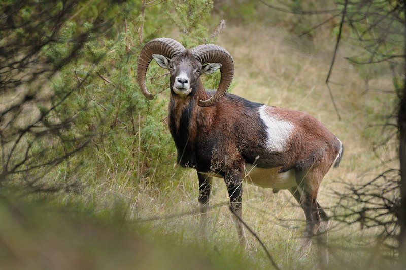 Муфлон (Ovis aries musimon) фото превью