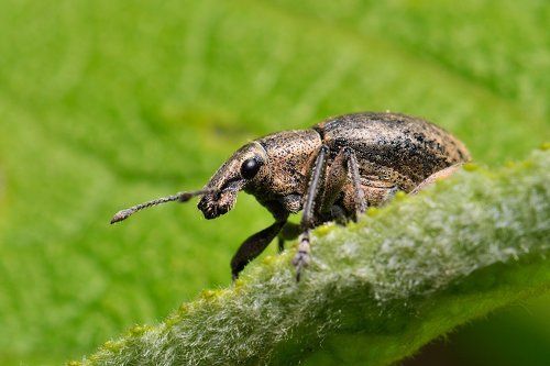 Броненосец