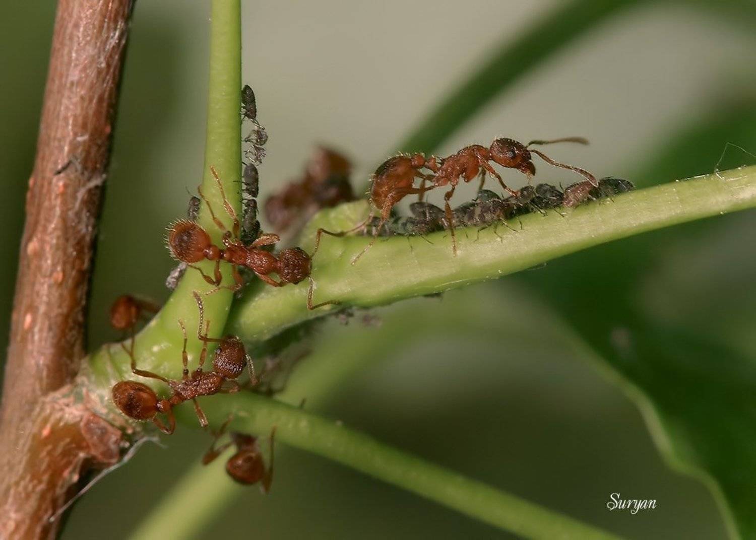 , Олег Сурьянинов