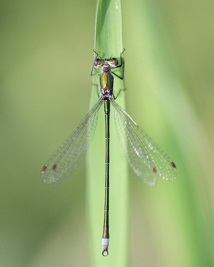 , Сергей Таланов