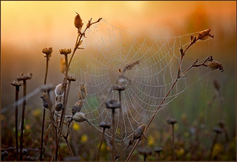 лето,природа,утро,роса, Август. фото превью