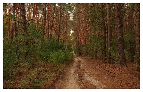 *лесными тропинками осень гуляет*