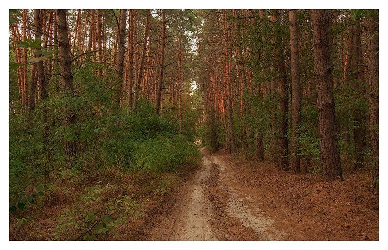 осень, лес, тропинка, сосны *лесными тропинками осень гуляет* фото превью