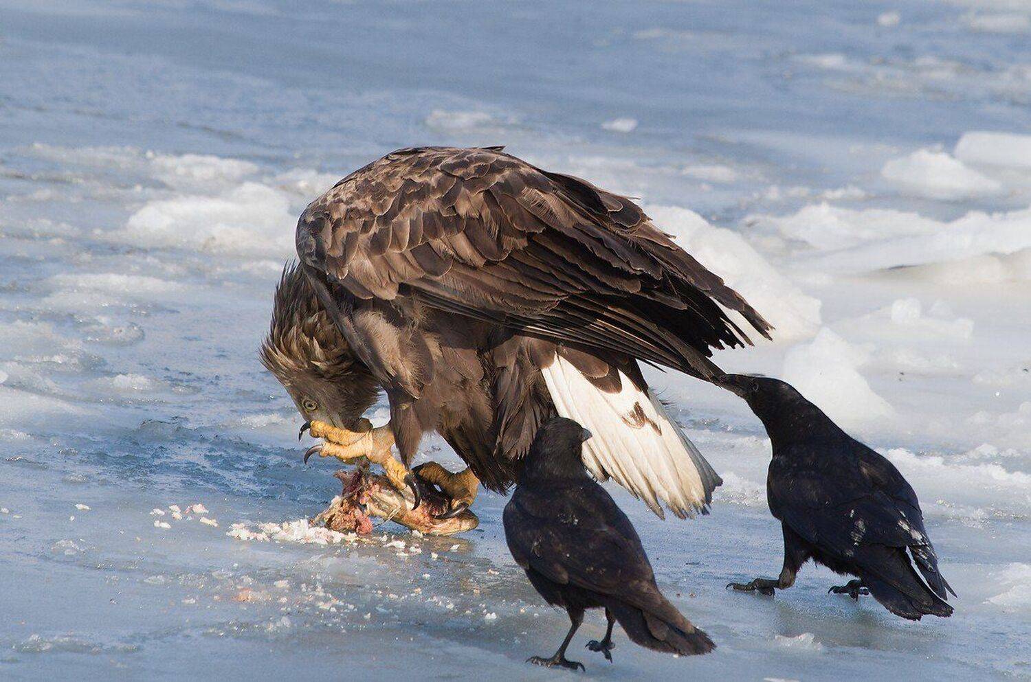 орлан, белохвостый, ворона, черная, Евгений Слободской