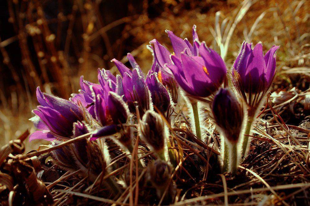 , Николай Морский