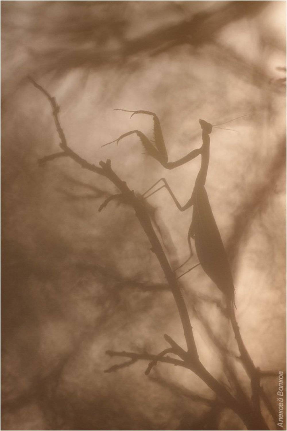 богомол, осень, скумпия, Алексей Волков