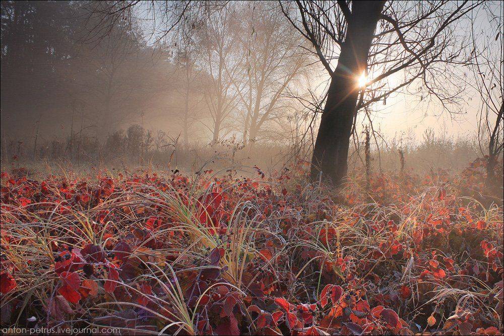 осень, туман, иней, мороз, солнце, Антон Петрусь