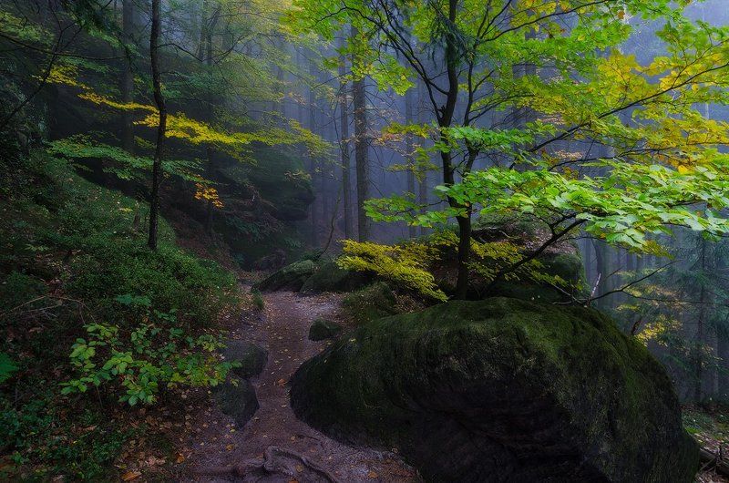 пейзаж,лес,осень,саксония,утро Wild place фото превью