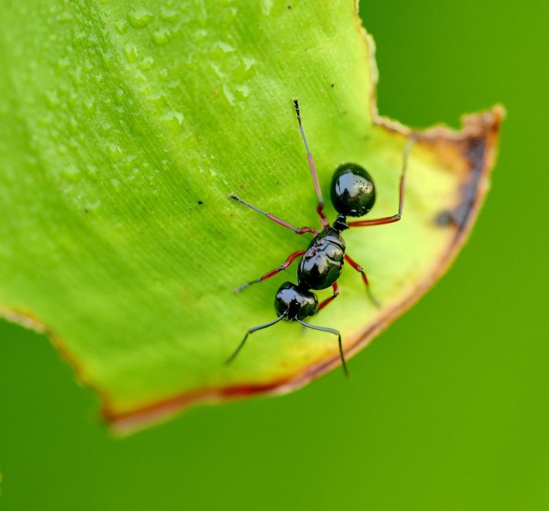 Муравьишко... фото превью