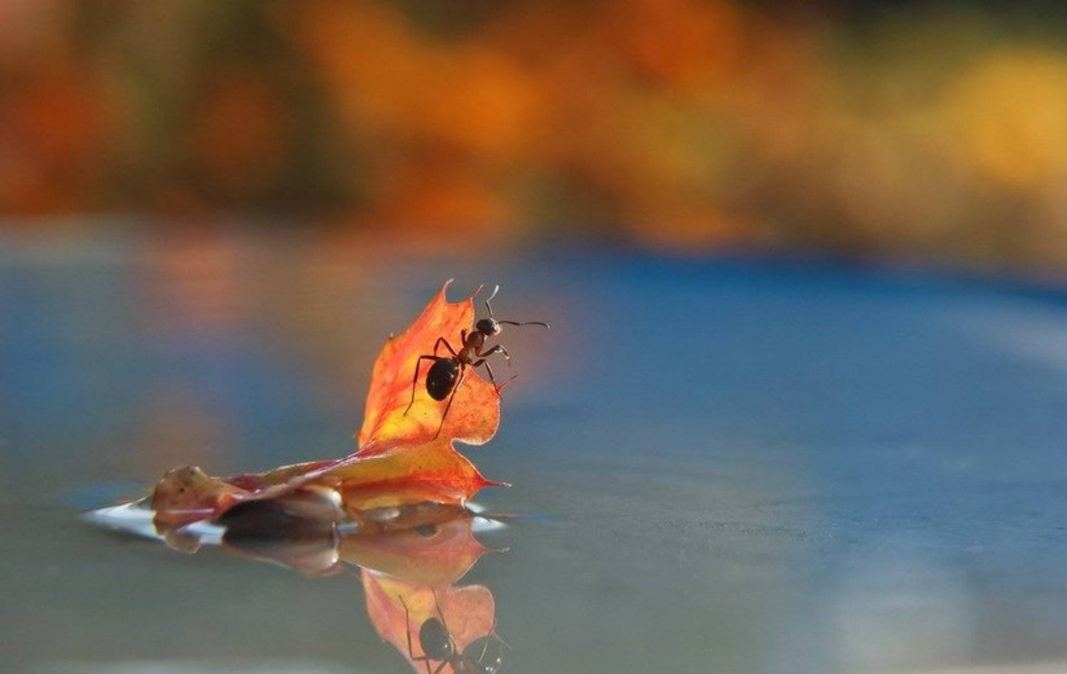 муравей.осень., Вячеслав Мищенко