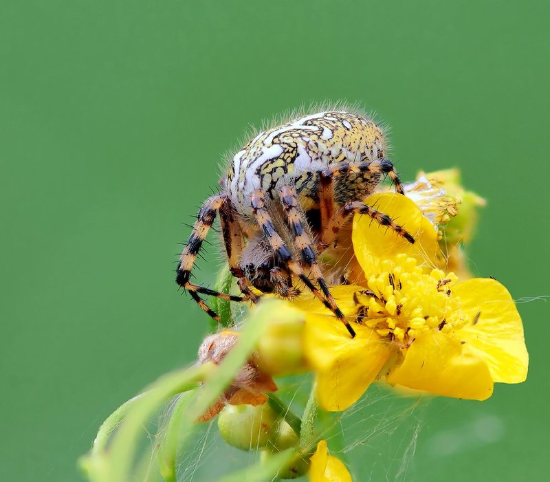 Мамаша... фото превью