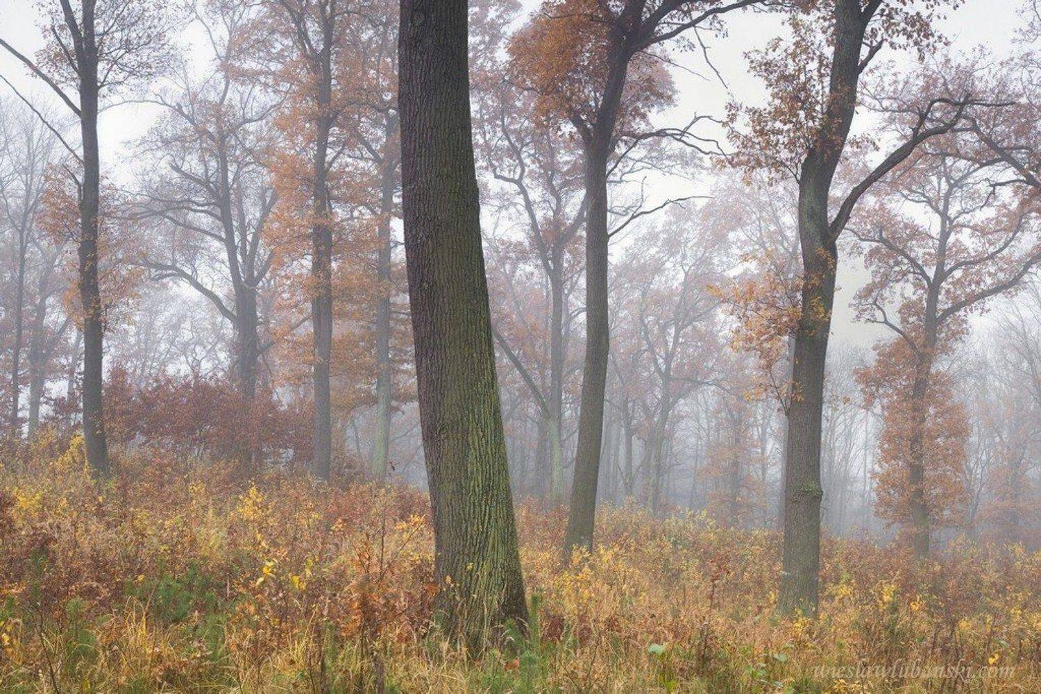 oaks, forest, lubanski, ciudat
