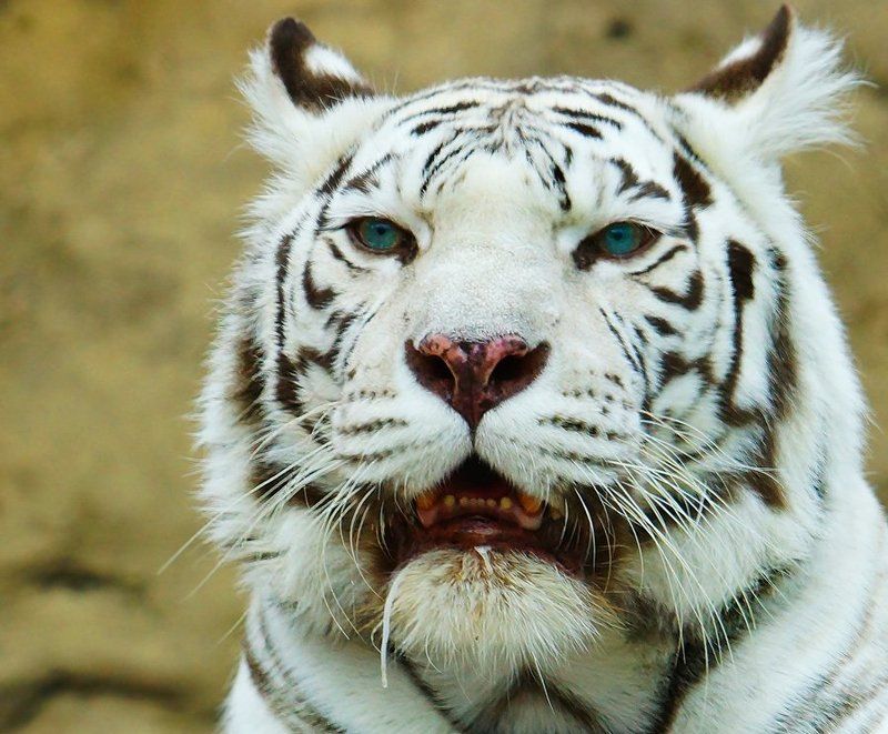 Блондинка фото превью