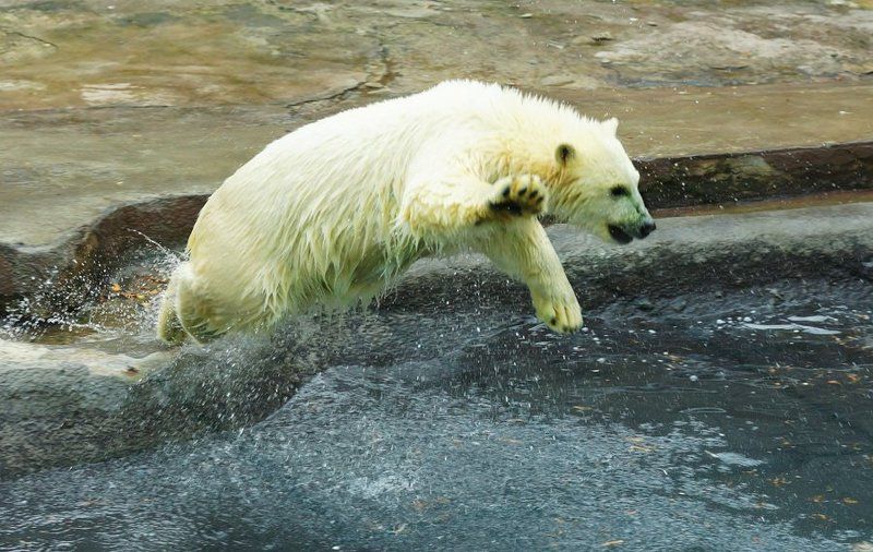 Медведь-летяга...:-) фото превью